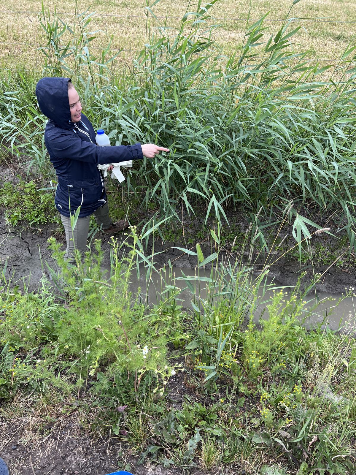 Johanna Muurinen osoittaa kasvillisuuden reunustamaa ojaa.